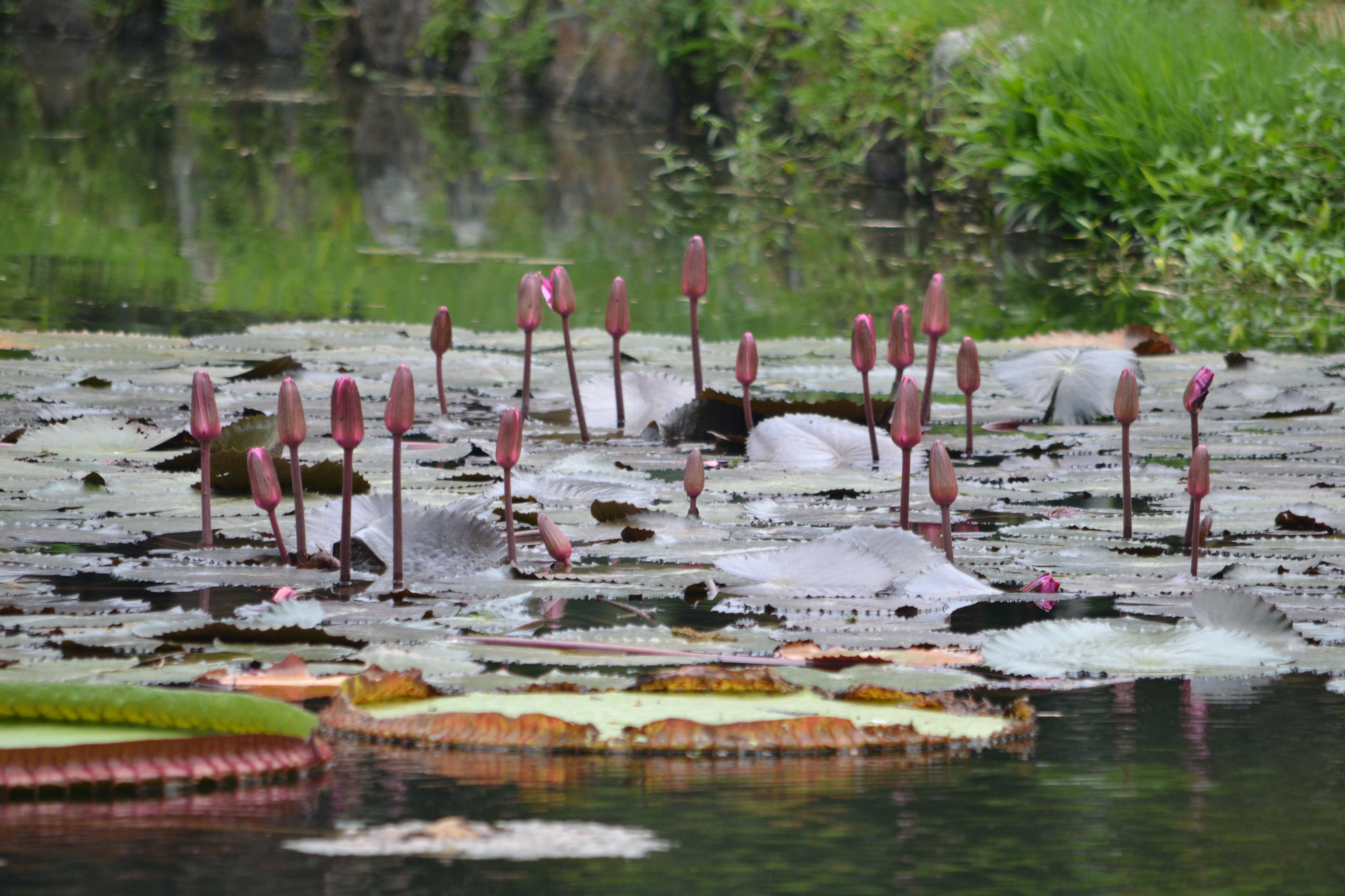o que visitar no rio de janeiro jardim botânico