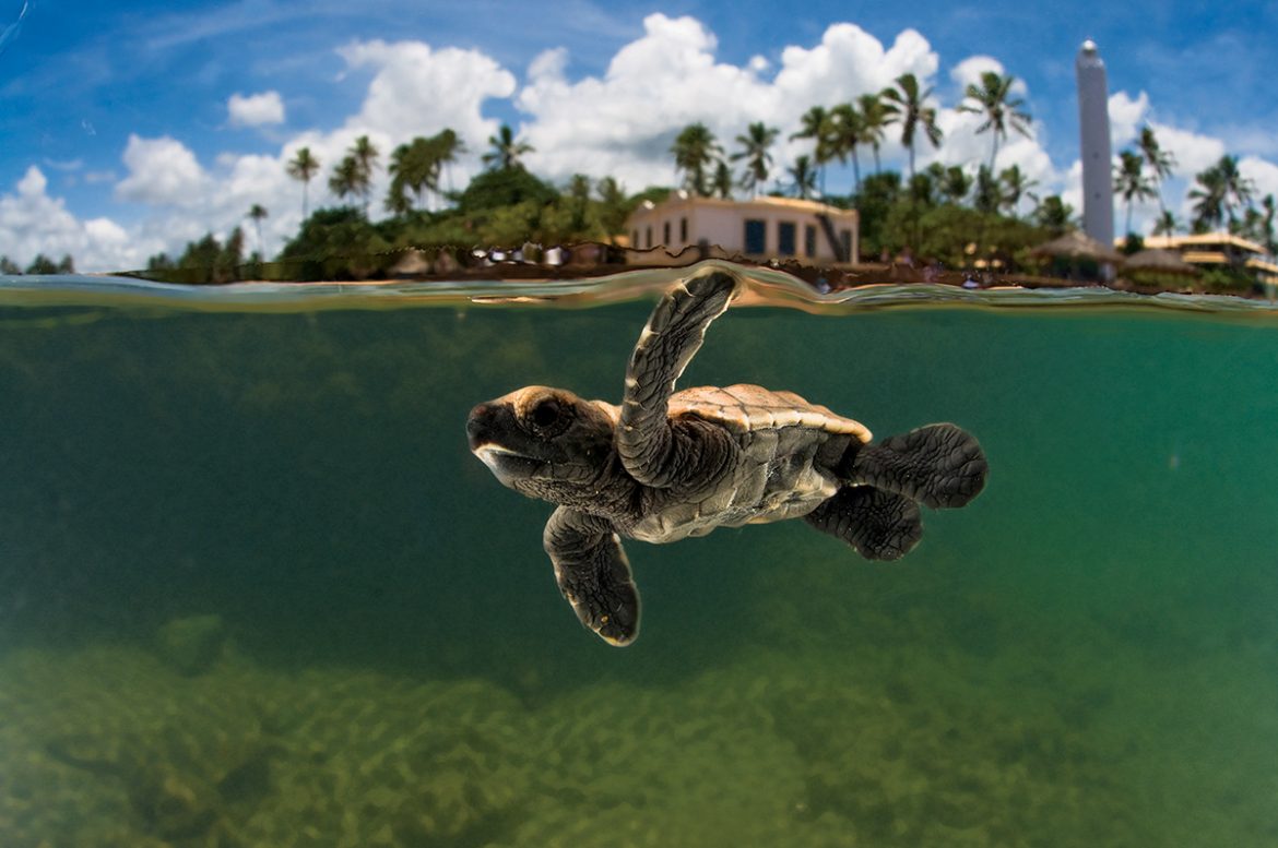 o que fazer na praia do forte tartaruga