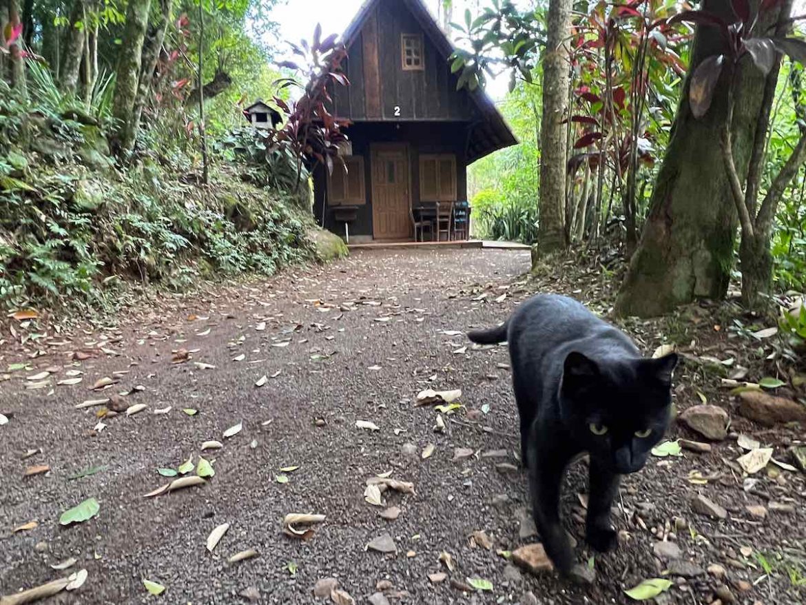 Sapiranga (RS): na foto um gatinho preto de olhos amarelos passeia por um caminho que dá acesso a um lindo chalé em meio a mata